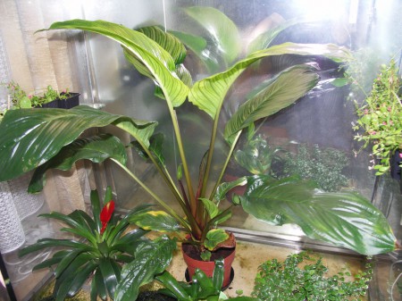 Tacca chantrieri